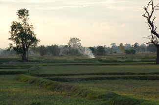 Rice fields of Ban Non
